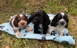 Cocker Spaniel dogs for sale: Stunning show type cocker spaniel puppies  - Image 8