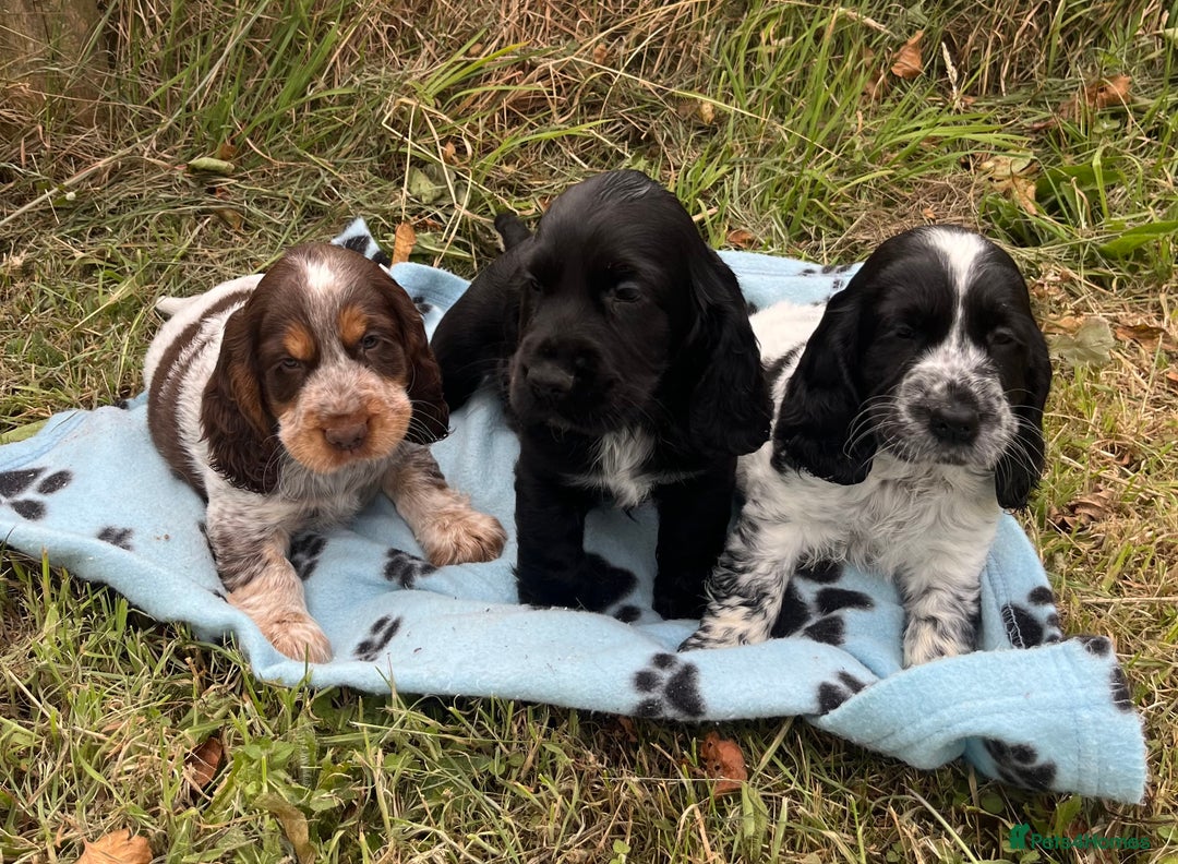 Cocker Spaniel dogs for sale: Stunning show type cocker spaniel puppies  - Image 8