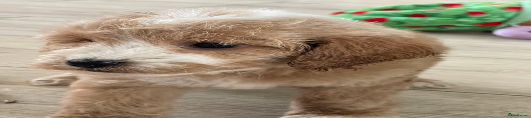 Cockapoo Puppy 3
