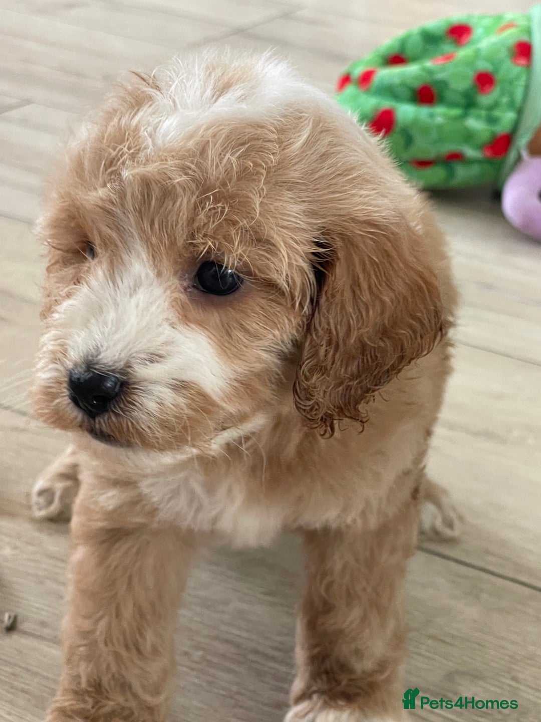 Cockapoo dogs for sale: F1 cockapoos - Image 33