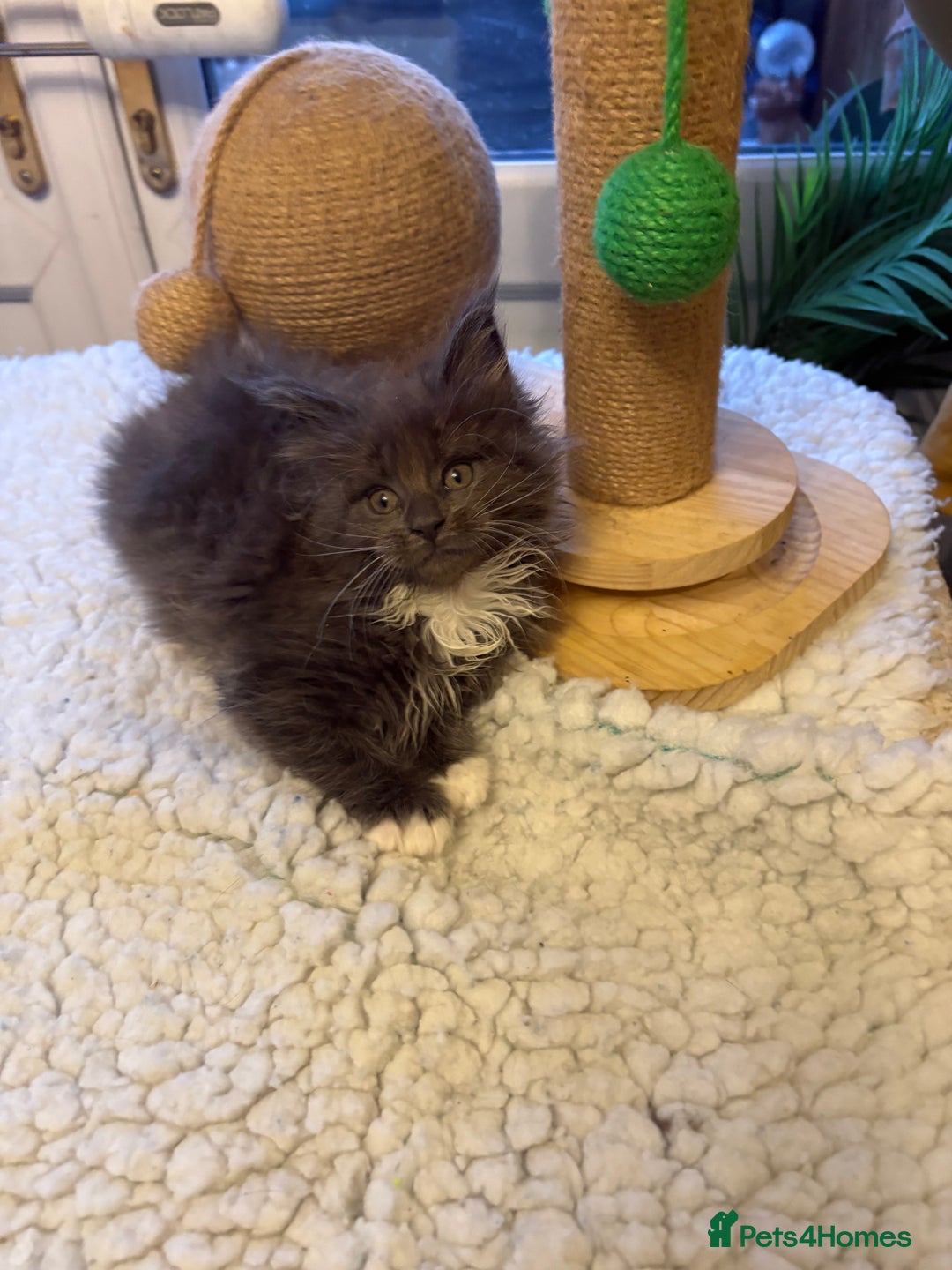 Maine Coon cats for sale: Stunning pedigree Maincoon kittens  - Advert 4