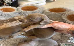 Dachshund dogs for sale: Dachshund Isabella dapple puppies  - Image 8