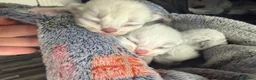 Ragdoll cats for sale: Beautiful pedigree ragdolls  - Advert 8
