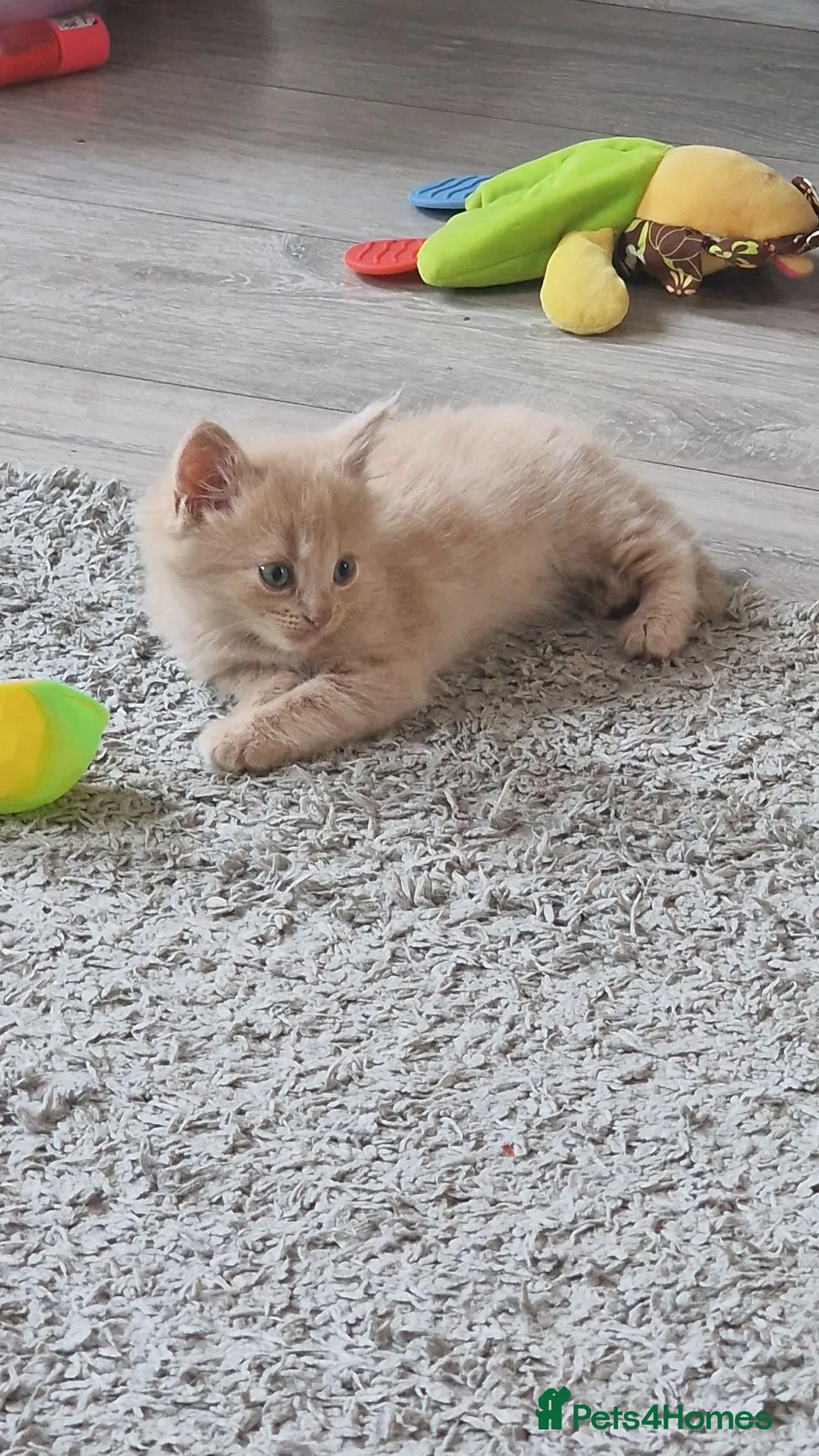 Mixed Breed cats for sale: 3 beautiful kittens looking for new home - Advert 5