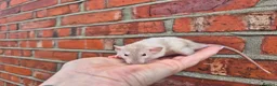 Rat rodents for sale: Various dumbo rats  - Advert 3
