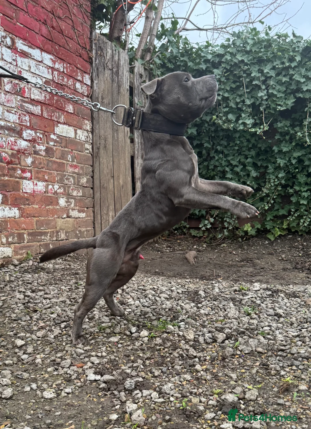 Staffordshire Bull Terrier dogs for stud: Elite Staffy Bullet - Advert 5