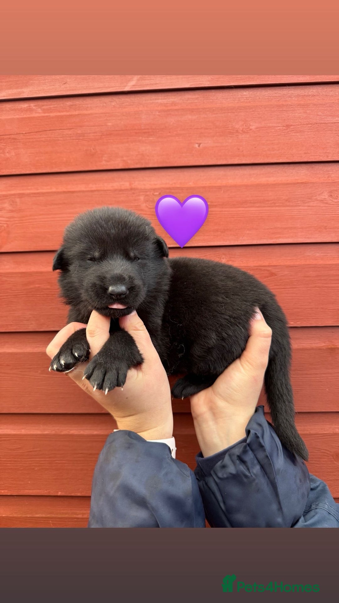 German Shepherd dogs for sale: Stunning German Shepherd X Puppies  - Advert 9