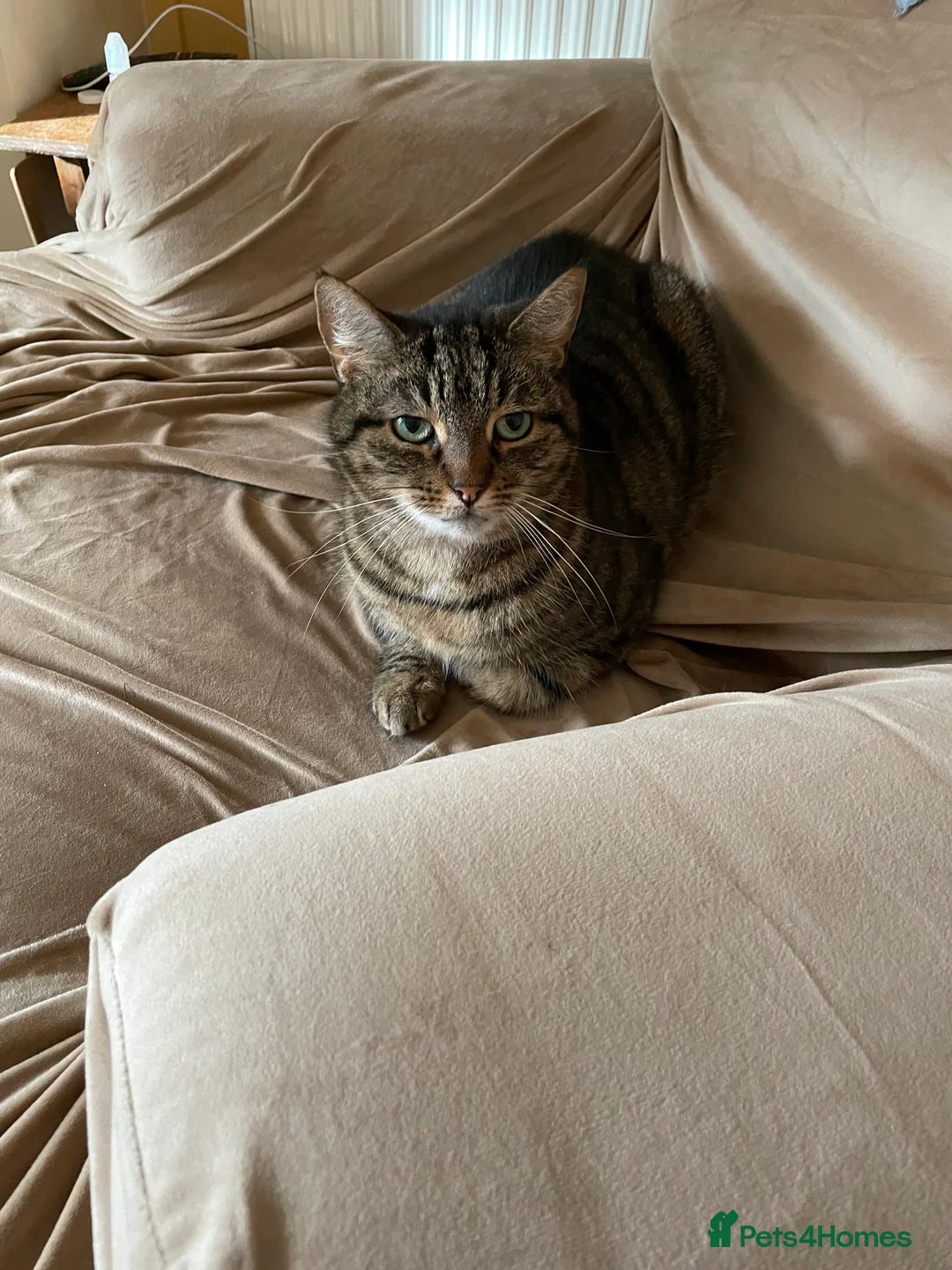 Mixed Breed cats for sale: Beautiful female tabby cat for sale  - Advert 4