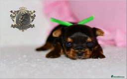 Yorkshire Terrier dogs for sale: KC REGISTERED DNA TESTED PARENTS MINIATURE YORKIES - Image 13