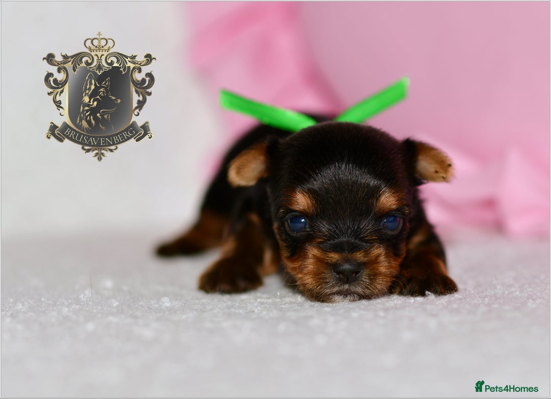 Yorkshire Terrier dogs for sale: KC REGISTERED DNA TESTED PARENTS MINIATURE YORKIES - Image 13