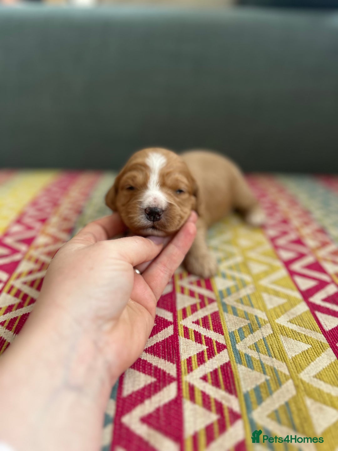 Cockapoo dogs for sale: Beautiful Cockapoo’s - Advert 8