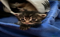 Maine Coon cats for sale: Ragcoon polydactyl kittens - Image 6