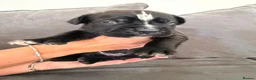 Presa Canario dogs for sale: Pressa canario puppys  in Gravesend - Advert 9