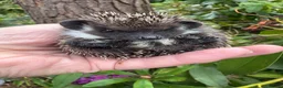 Pygmy Hedgehog rodents for sale: Stunning tame babies ready with/without set up  - Advert 14