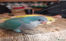 Parrots birds for sale: Beautiful hand reared Quaker Parrots in Croydon - Image 2