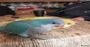 Parrots birds - Advert 7