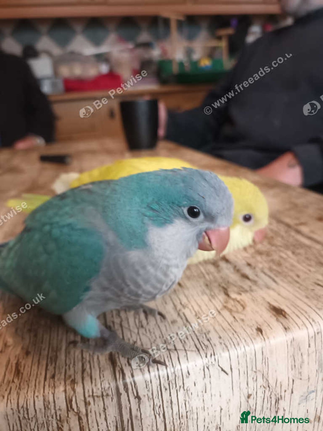 Parrots birds for sale: Beautiful hand reared Quaker Parrots in Croydon - Image 2