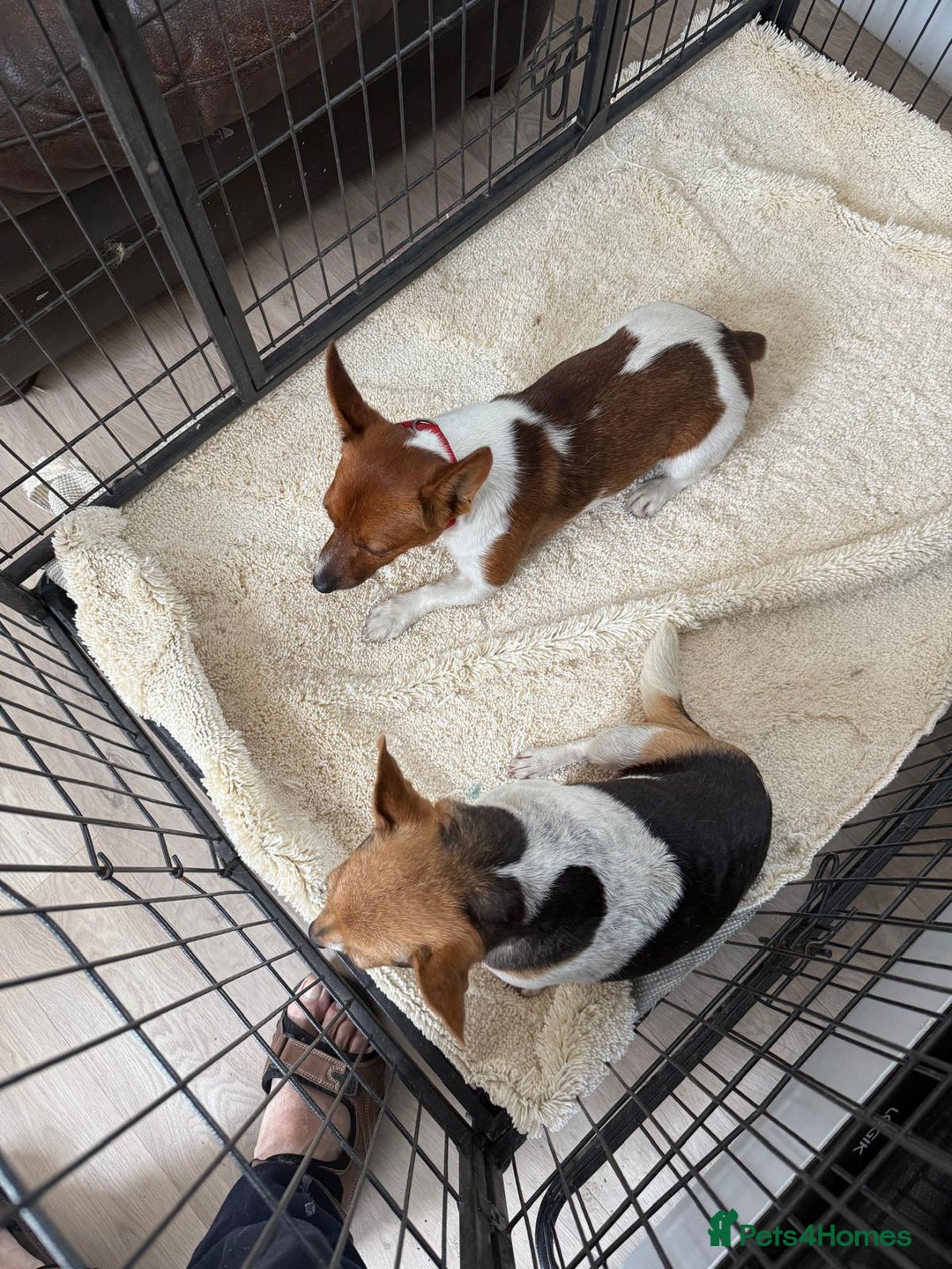 Jack Russell dogs for sale: Full breed jack Russell puppies for sale - Image 9