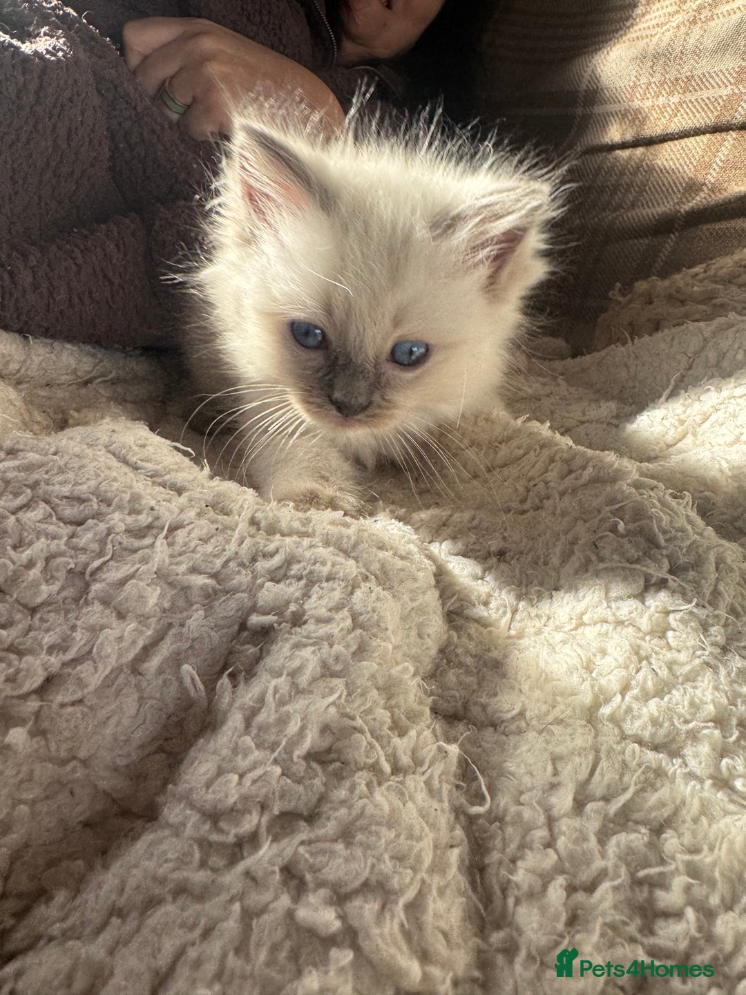 Ragdoll cats for sale: All our beautiful kittens are no longer available  - Advert 22