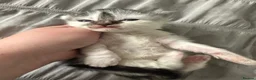 Ragdoll cats for sale: Ragdoll cross (mother is the ragdoll) kittens £350 - Advert 5