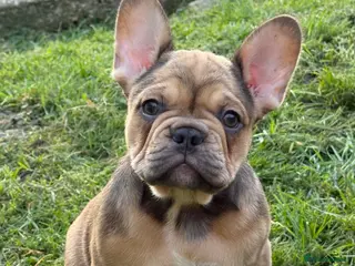 French Bulldog dogs French bulldog puppies - Advert 7
