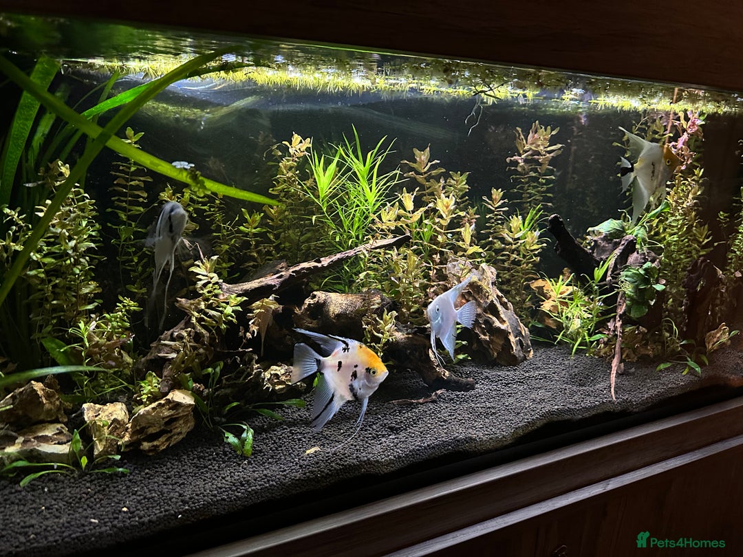 Angelfish fish for sale: 4 mixed angle fish  - Advert 5