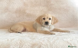 Golden Retriever dogs for sale: Last golden retriever male puppy for sale  - Image 4