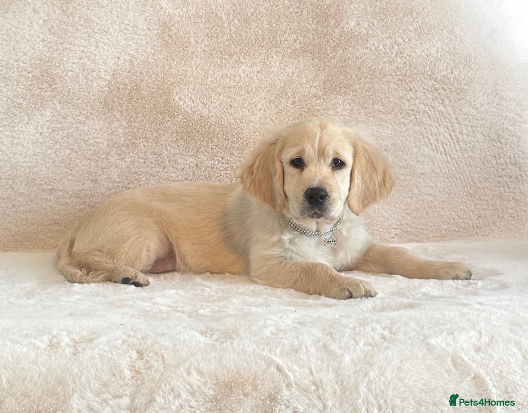 Golden Retriever dogs for sale: Last golden retriever male puppy for sale  - Image 4