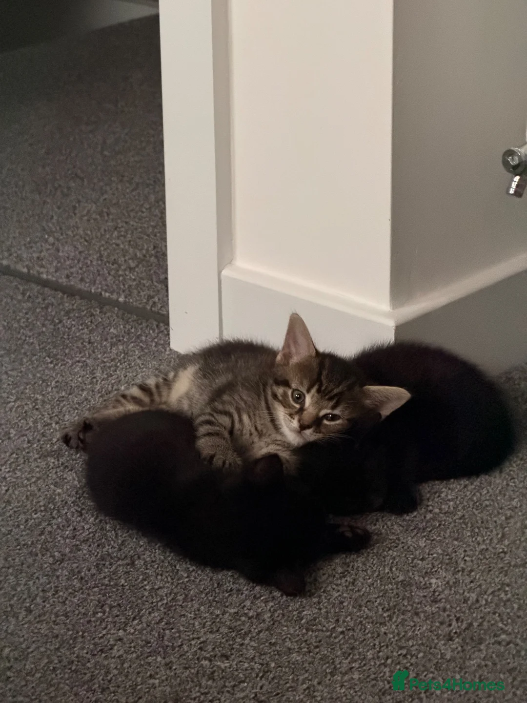 Domestic Shorthair cats for sale: Black Adorable Domestic Shorthair Kitten  - Advert 4