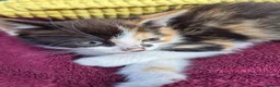 Mixed Breed cats for sale: Adorable Kittens for Sale – 3 Boys, 2 Girls in London - Advert 12