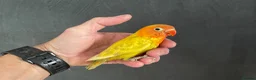 Lovebirds birds for sale: Lovebirds for Sale - Advert 10