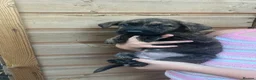 Labradoodle dogs for sale: REDUCED Stunning miniature labradoodle puppies - Advert 3