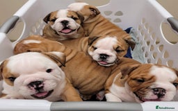 English Bulldog dogs for sale: Purebred English Bulldog Puppies ✨ - Image 2