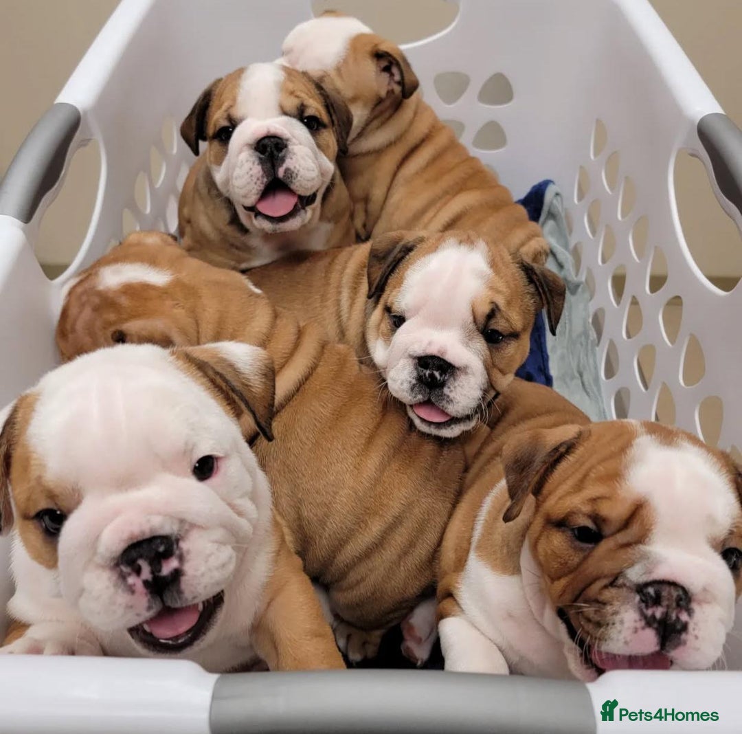 English Bulldog dogs for sale: Purebred English Bulldog Puppies ✨ - Image 2