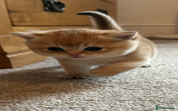 British Shorthair cats for sale: Gccf NY12 kittens world champion lines - Advert 16