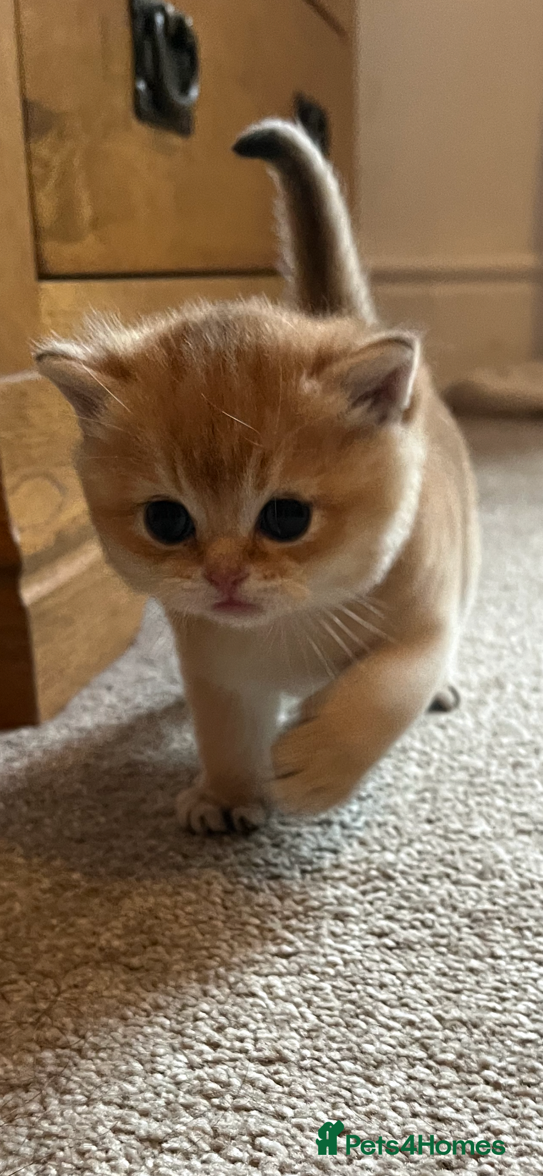 British Shorthair cats for sale: Gccf NY12 kittens world champion lines - Advert 16