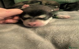 Alaskan Malamute dogs for sale: KC Alaskan malamute puppies champion lines - Image 10