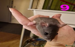Rat rodents for sale: 9 gorgeous Male Rats - Image 29
