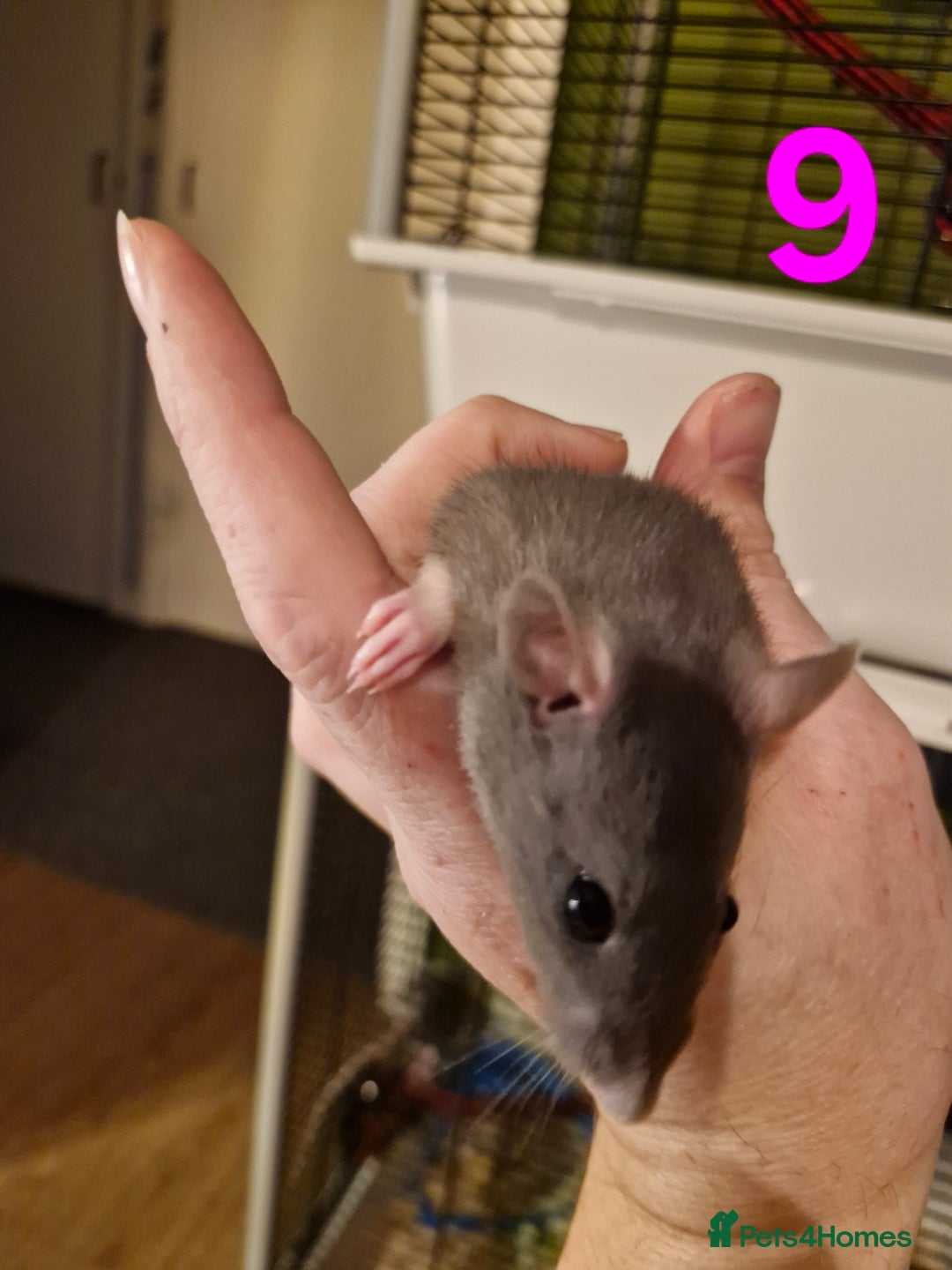 Rat rodents for sale: 9 gorgeous Male Rats - Image 29