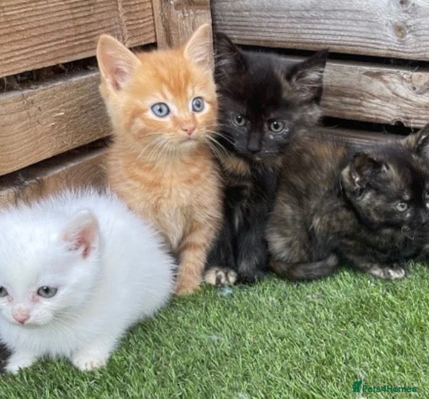 Domestic Shorthair cats Ginger Boy - Advert 2