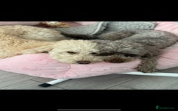 Toy Poodle dogs for sale: Toy poodles  - Advert 1