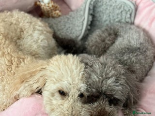 Toy Poodle dogs Toy poodles - Advert 17