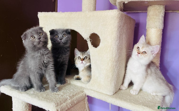 Scottish Fold cats - Advert 4