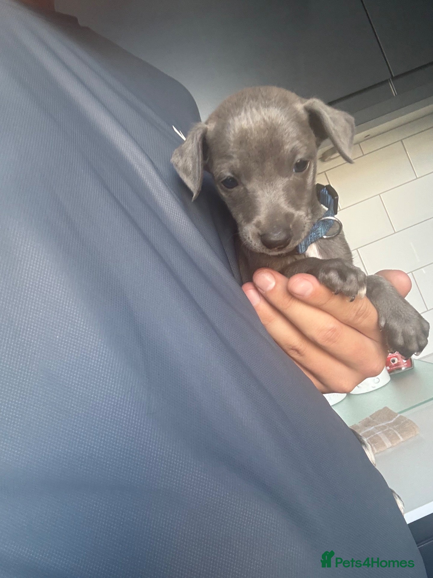 Whippet dogs Blue whippets 💙 2 boys left 🏡🏡 - Advert 15