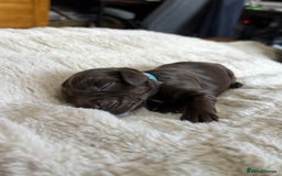 Cockapoo dogs for sale: 🍫🐶 F1b Chocolate Cockapoo Puppies🐶🍫  - Image 24