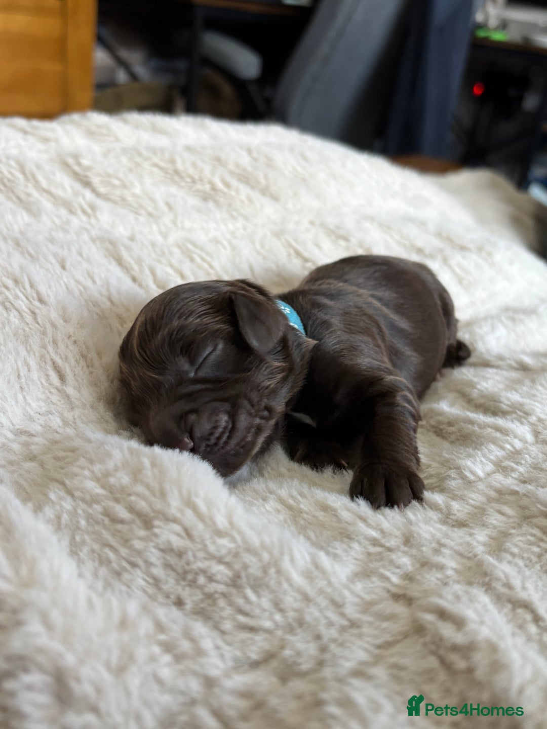 Cockapoo dogs for sale: 🍫🐶 F1b Chocolate Cockapoo Puppies🐶🍫  - Image 24