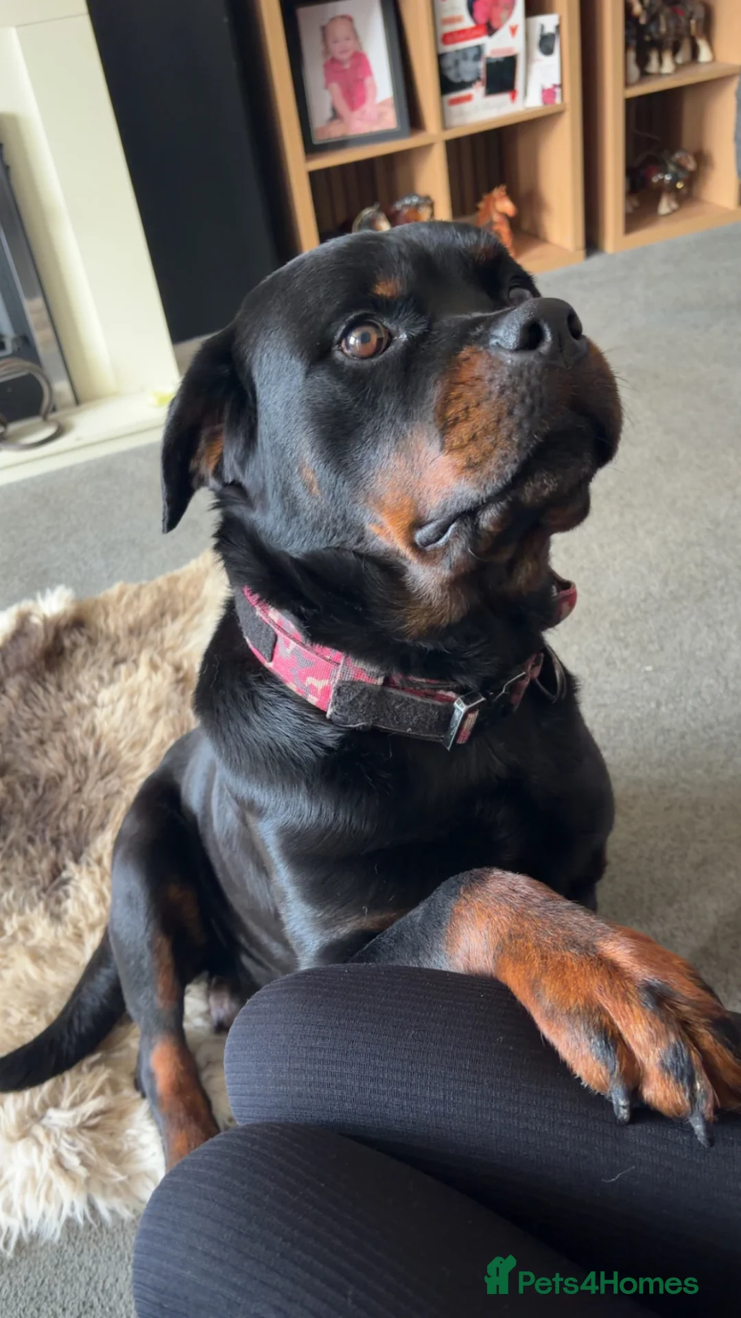 Rottweiler dogs for sale: Two females available  - Advert 1