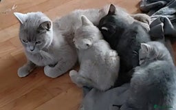 British Shorthair cats for sale: Beautiful british shorthair kittens - Image 2