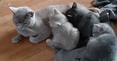 British Shorthair cats - Advert 13