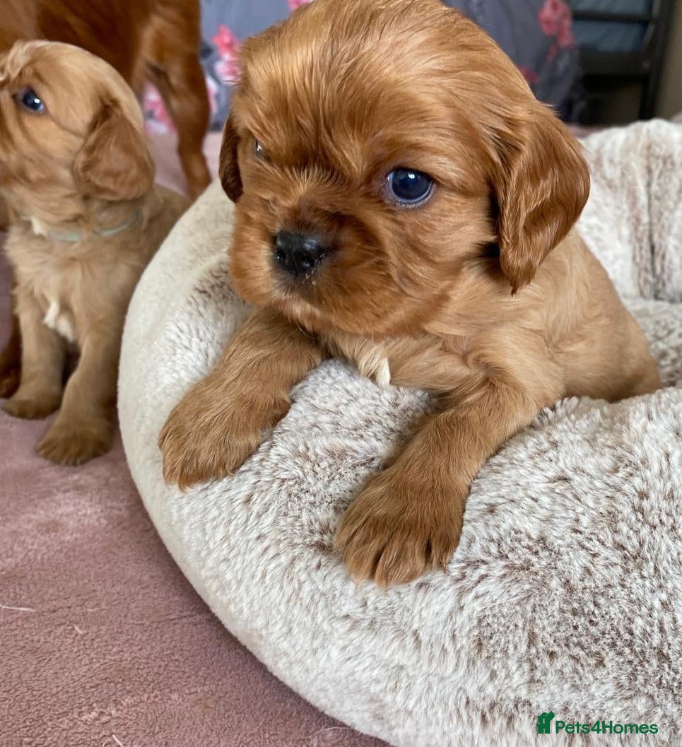 Cavalier King Charles Spaniel dogs Ruby KC registered and DNA tested cavalier boys - Advert 2